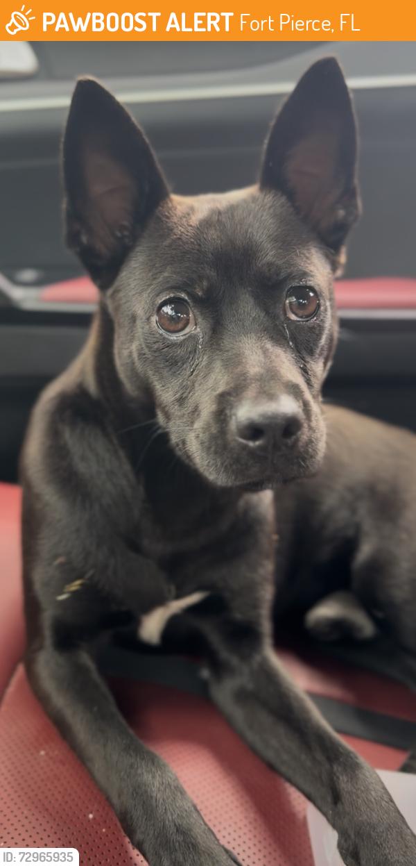Found/Stray Male Dog last seen S 31st and Delaware , Fort Pierce, FL 34947