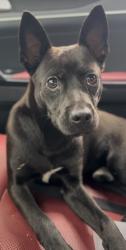 Found/Stray Male Dog last seen S 31st and Delaware , Fort Pierce, FL 34947