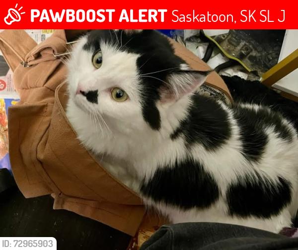 Lost Male Cat last seen Borden Place & Confederation Drive, Saskatoon, SK S7L 5J9