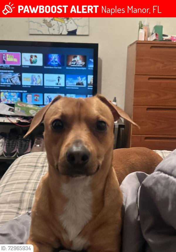 Lost Male Dog last seen Near Martin st Naples Fl 34113, Naples Manor, FL 34113