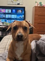 Lost Male Dog last seen Near Martin st Naples Fl 34113, Naples Manor, FL 34113