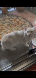 Found/Stray Unknown Cat last seen Decatur and Roce, Las Vegas, NV 89103