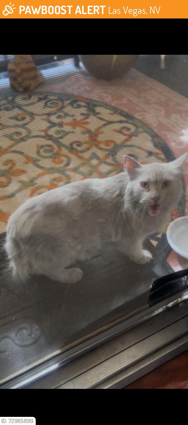 Found/Stray Unknown Cat last seen Decatur and Roce, Las Vegas, NV 89103
