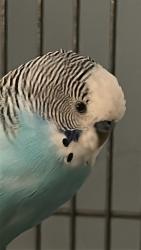 Lost Male Bird last seen The back door of my home., Norman, OK 73071
