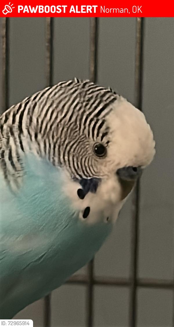 Lost Male Bird last seen The back door of my home., Norman, OK 73071