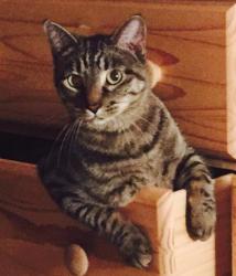 Lost Female Cat last seen Jenny Lewis Park, South Tower, Springfield, MO 65806