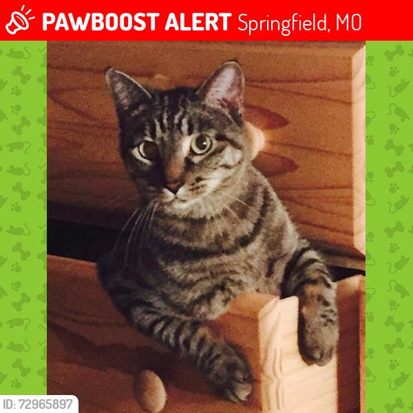 Lost Female Cat last seen Jenny Lewis Park, South Tower, Springfield, MO 65806