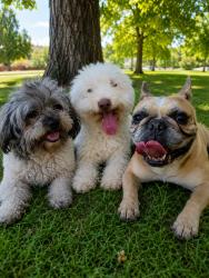 Lost Female Dog last seen Steinback, San Jose, CA 95123