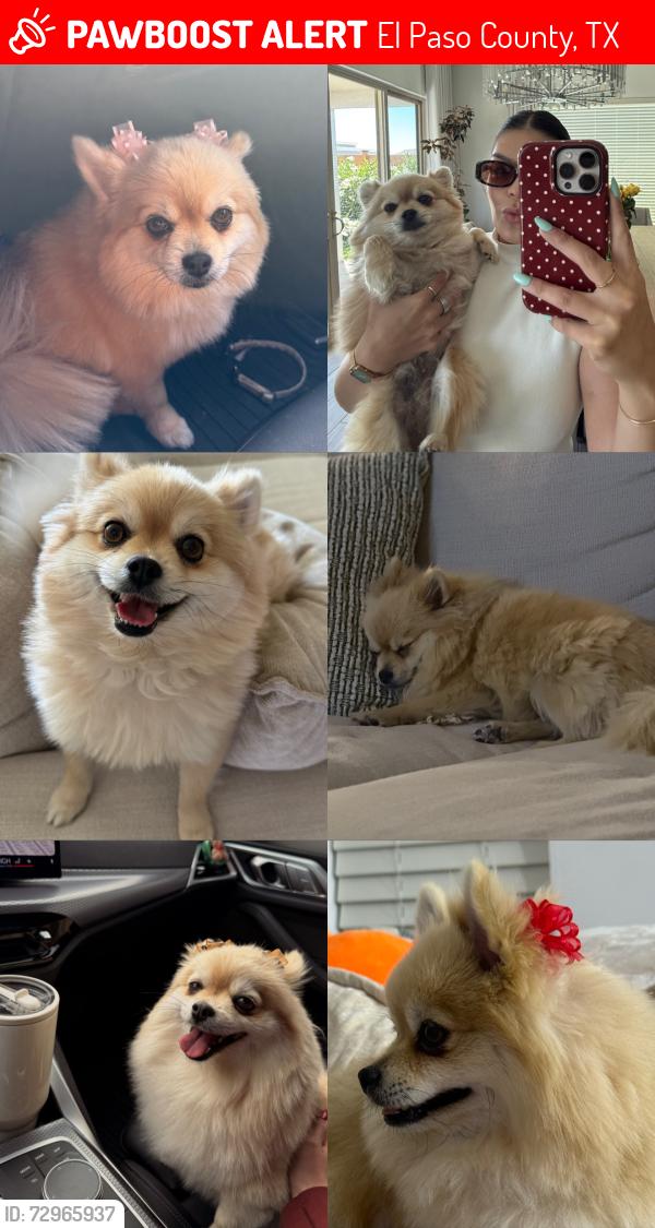 Lost Female Dog last seen Community park , El Paso County, TX 79928