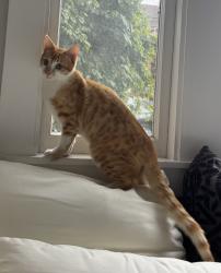 Lost Male Cat last seen Alcatraz & Racine, Oakland, CA 94609