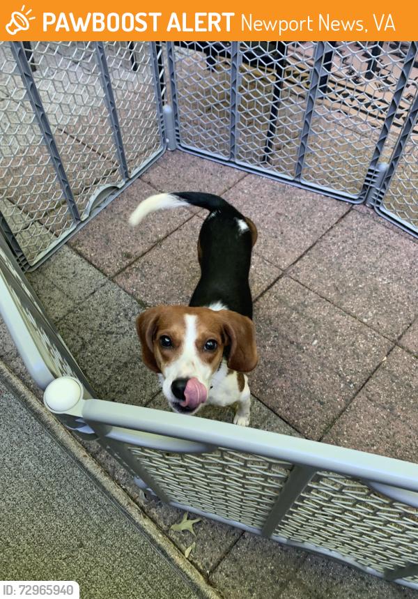 Found/Stray Female Dog last seen Warwick blvd, Newport News, VA 23602