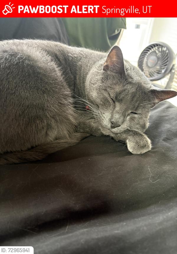 Lost Male Cat last seen Cherry Creek road, Springville, UT 84663