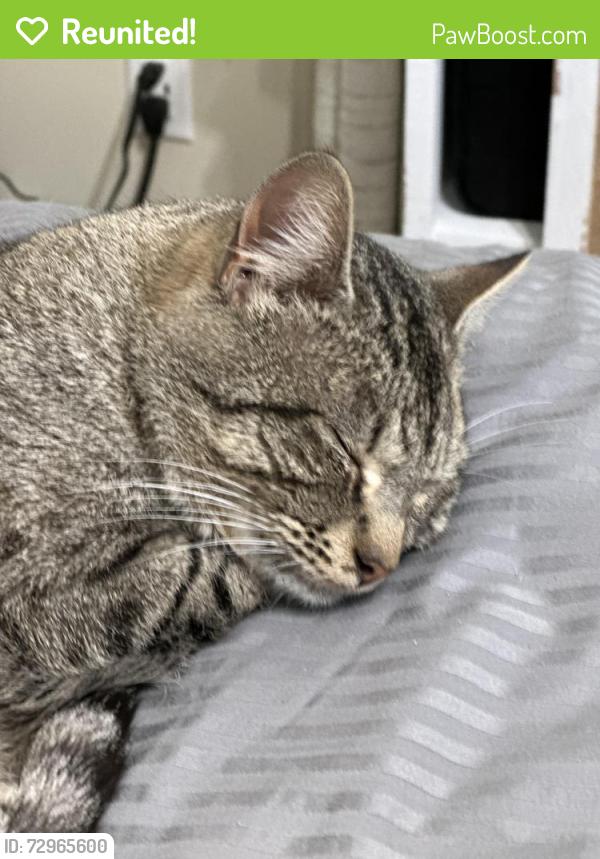 Reunited Male Cat last seen Grant Ave -7th St - Penoyer Lakeshore Middle School, Grand Haven, MI 49417