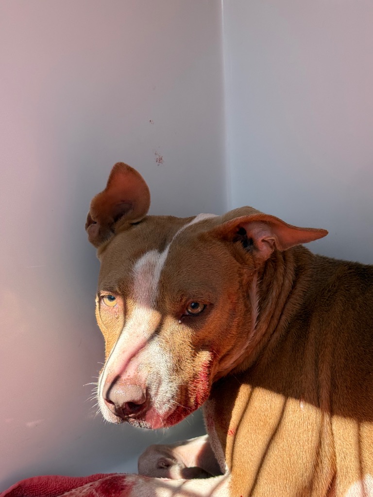 Shelter Stray Female Dog last seen Midwest City, Oklahoma City, OK 73110