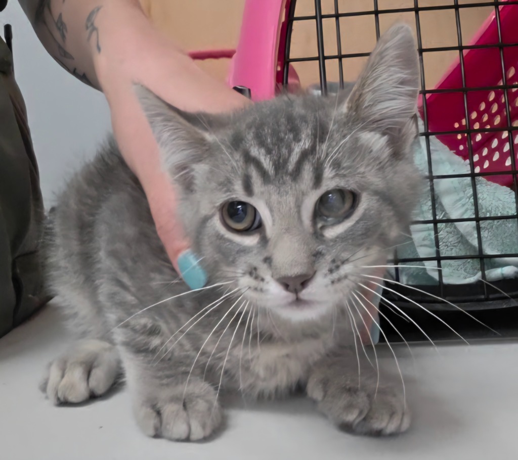 Shelter Stray Male Cat last seen Forest park, Oklahoma City, OK 73110
