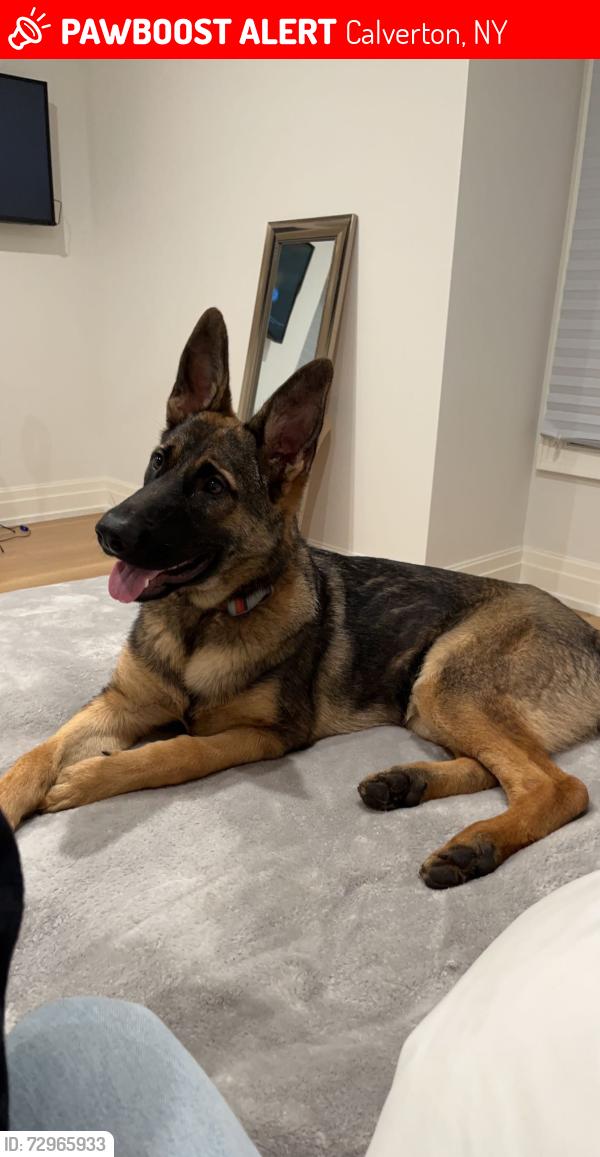 Lost Female Dog last seen Across the street from J & R's in Calverton, near Tractor Supply, Calverton, NY 11933
