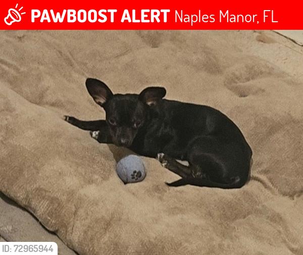Lost Female Dog last seen Martin st Naples Fl 34113, Naples Manor, FL 34113