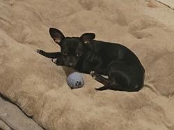 Lost Female Dog last seen Martin st Naples Fl 34113, Naples Manor, FL 34113