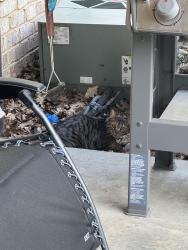 Found/Stray Unknown Cat last seen S Ventana Dr and S Liberty Lane, Oak Creek, WI 53154