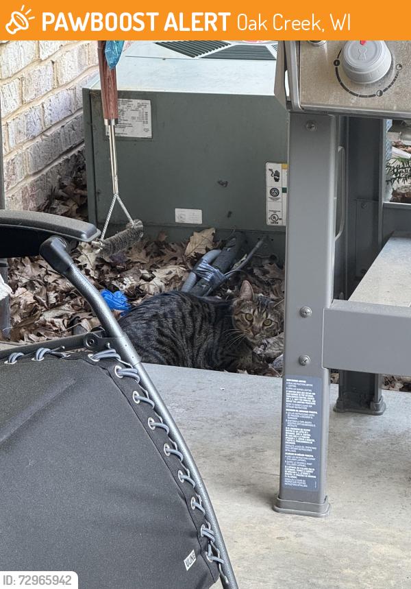 Found/Stray Unknown Cat last seen S Ventana Dr and S Liberty Lane, Oak Creek, WI 53154