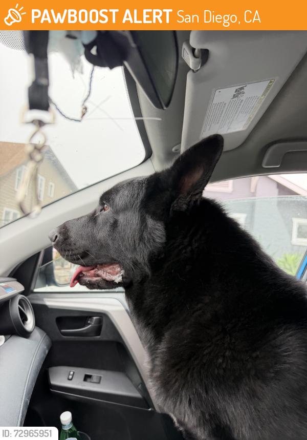 Found/Stray Male Dog last seen Adams x Oregon , San Diego, CA 92116