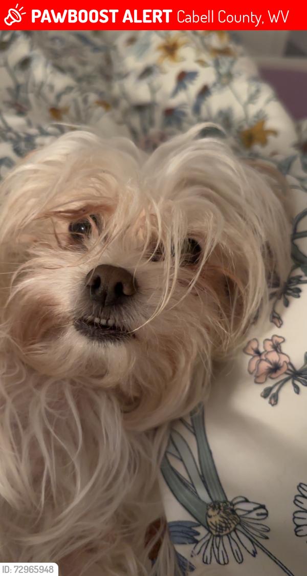 Lost Female Dog last seen Camp Branch Rd, Cabell County, WV 25701