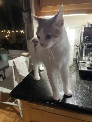 Lost Female Cat last seen Los Palos Dr/Glenside Dr, Lafayette, CA 94549