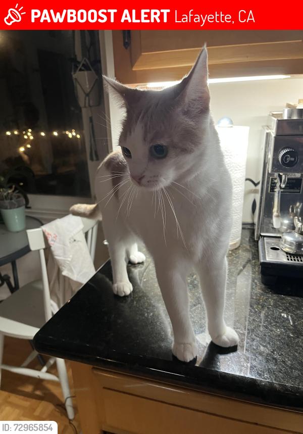Lost Female Cat last seen Los Palos Dr/Glenside Dr, Lafayette, CA 94549
