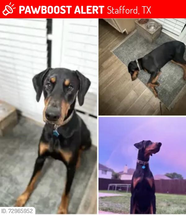 Lost Male Dog last seen Stafford Elementary , Stafford, TX 77477