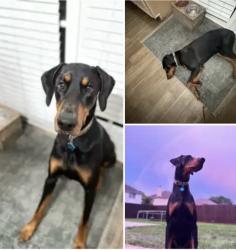 Lost Male Dog last seen Stafford Elementary , Stafford, TX 77477