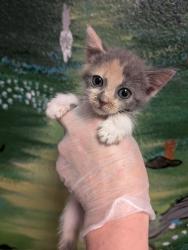 Shelter Stray Female Cat last seen Bexar County, New Braunfels, TX 78130