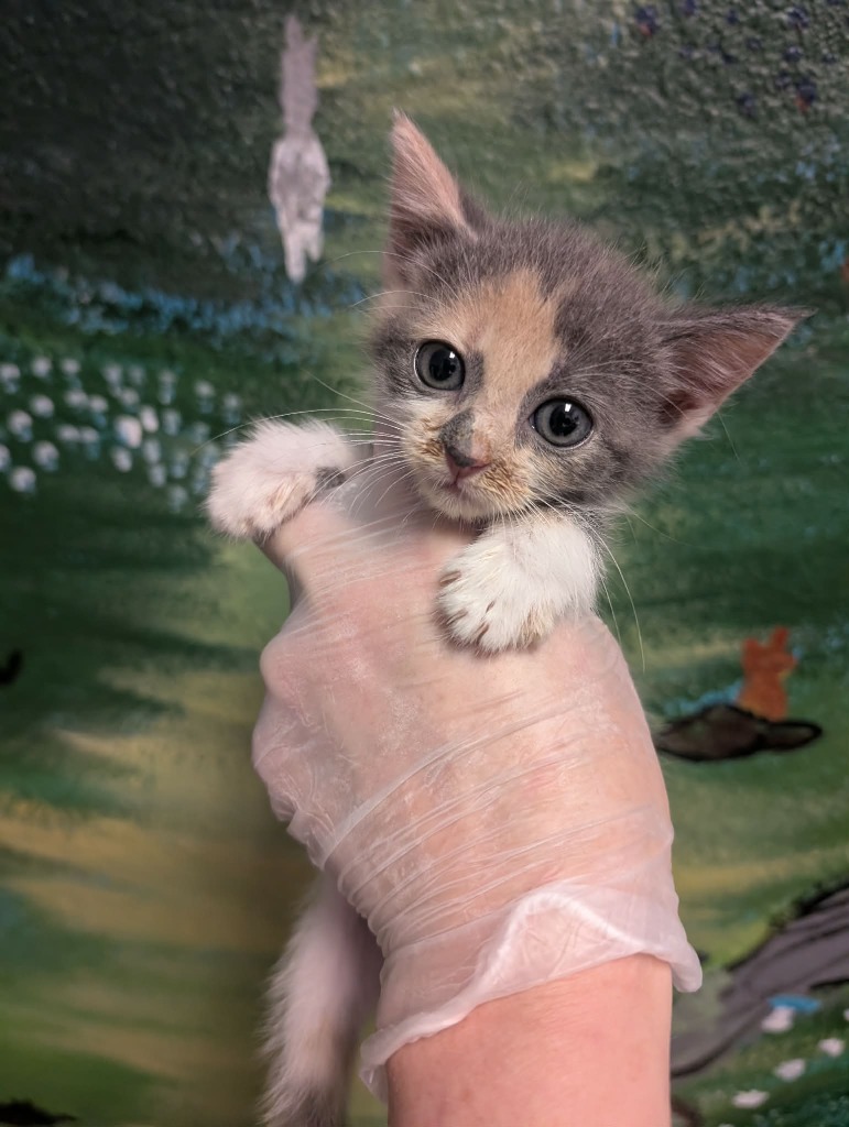 Shelter Stray Female Cat last seen Bexar County, 3353 Morningside Dr, New Braunfels, TX 78132, USA