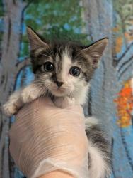 Shelter Stray Male Cat last seen Bexar County, New Braunfels, TX 78130