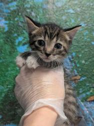 Shelter Stray Male Cat last seen Bexar County, New Braunfels, TX 78130