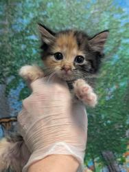 Shelter Stray Female Cat last seen Bexar County, New Braunfels, TX 78130