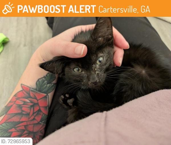Found/Stray Male Cat last seen By GSP post, Cartersville, GA 30121