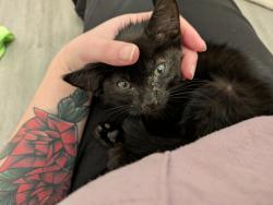 Found/Stray Male Cat last seen By GSP post, Cartersville, GA 30121