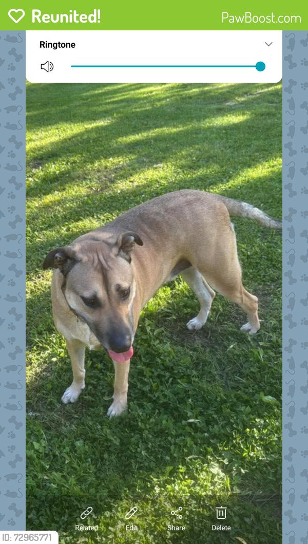 Reunited Male Dog last seen Near Brennan Rd, Emmett, MI 48022
