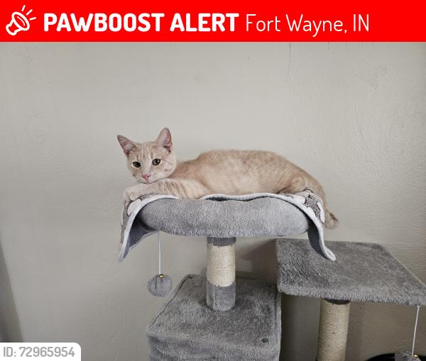 Lost Male Cat last seen Pursley and webster intersection , Fort Wayne, IN 46807