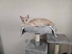 Lost Male Cat last seen Pursley and webster intersection , Fort Wayne, IN 46807