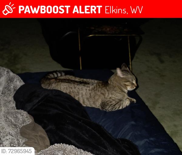 Lost Male Cat last seen Elkins-Randolph Co. Regional Airport, Elkins, WV 26241