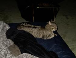 Lost Male Cat last seen Elkins-Randolph Co. Regional Airport, Elkins, WV 26241