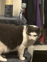 Lost Female Cat last seen Mona Lisa & Ina, Tucson, AZ 85741