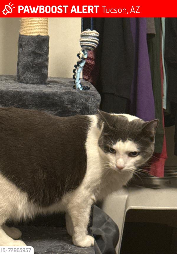 Lost Female Cat last seen Mona Lisa & Ina, Tucson, AZ 85741