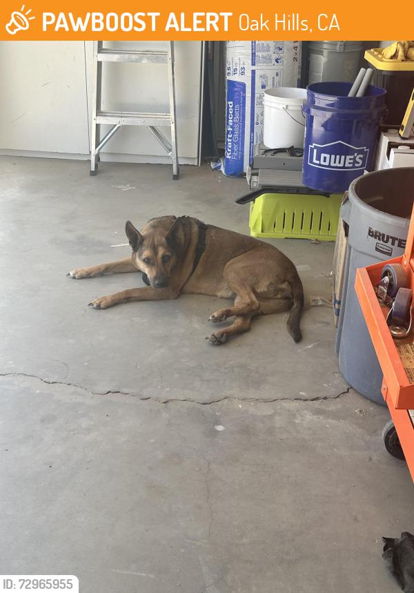 Found/Stray Female Dog last seen Near Baldy Mesa elementary , Oak Hills, CA 92344