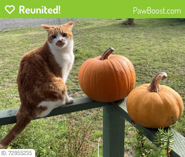 Reunited Male Cat last seen Boss rd, McKinleyville, CA 95519
