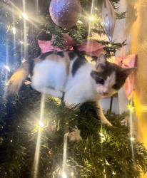 Lost Female Cat last seen Butterfly Grove apmts , Fresno, CA 93721