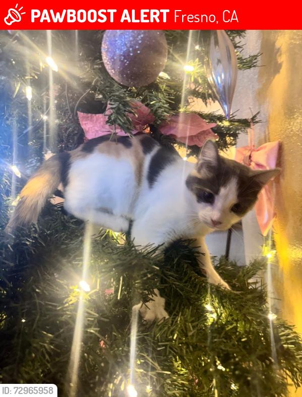 Lost Female Cat last seen Butterfly Grove apmts , Fresno, CA 93721
