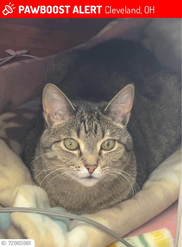 Lost Male Cat last seen Triskett, terminal, and puritas , Cleveland, OH 44135