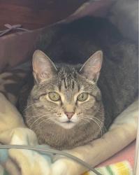 Lost Male Cat last seen Triskett, terminal, and puritas , Cleveland, OH 44135